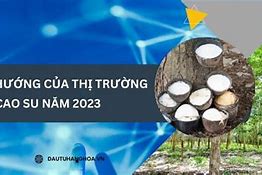 Giá Mủ Cao Su Ngày 30 Tháng 10 Năm 2022 Vietsub